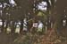 Tortues des bois